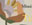 TULIPA